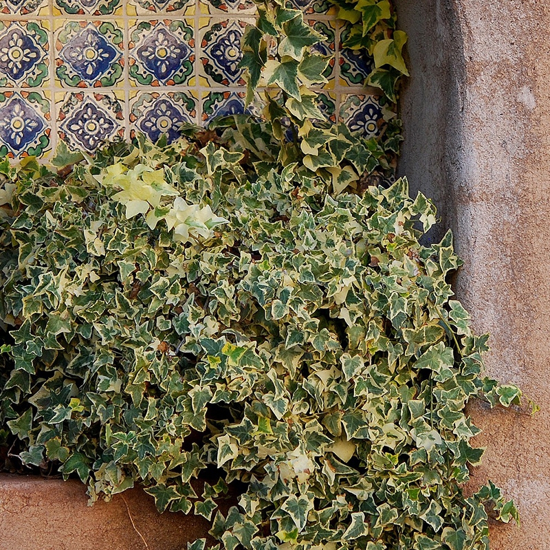 Variegated Algerian Ivy Vines For Sale At Ty Ty Nursery