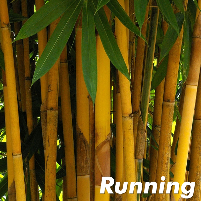American Native Bamboo