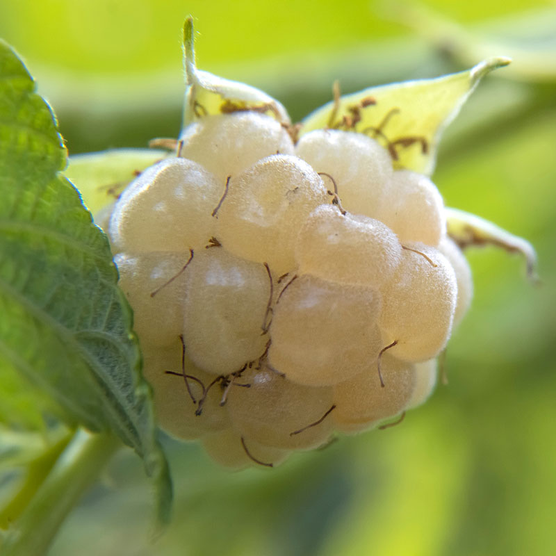 Snowbank White Blackberry Plant - Stark Bro's