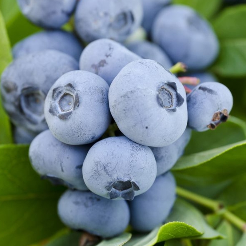 Get Paradise Jumbo Blue Blueberries Delivered