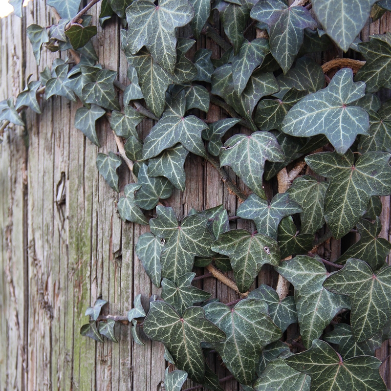 english ivy wall