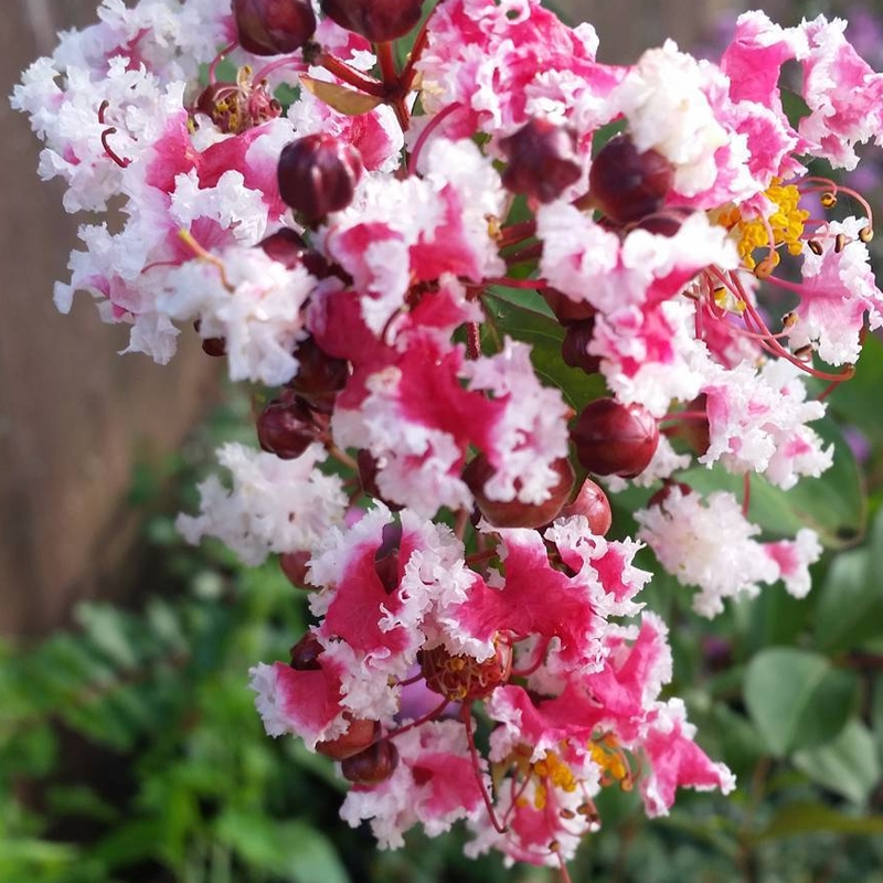 Dwarf Peppermint Crape Myrtle For Sale At Ty Ty Nursery