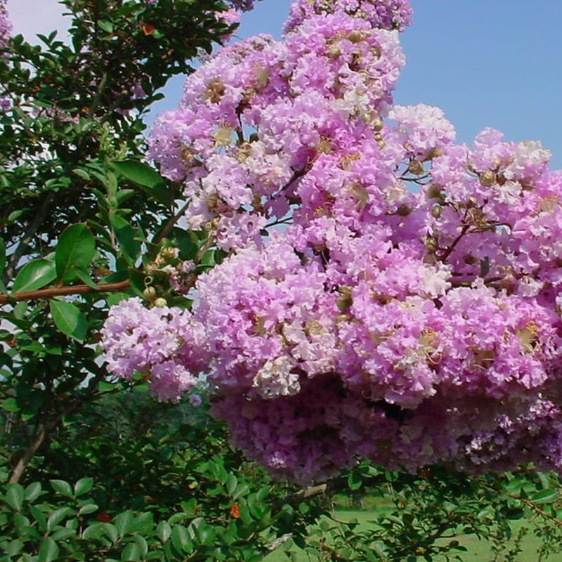pink velour crape myrtle tree