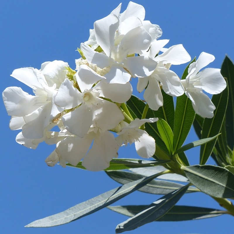 oleander standard tree