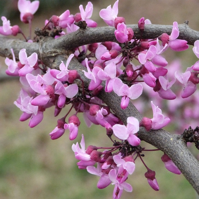 Forest Pansy Redbud Trees For Sale At Ty Ty Nursery