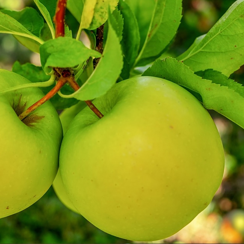 Grow Organic | Granny Smith Apple Tree