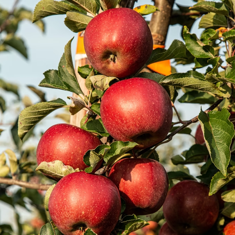 red apple fruit tree