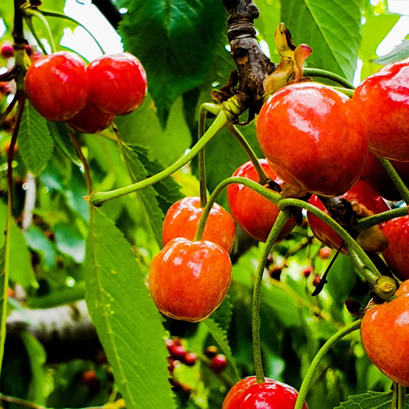 Wildlife Mulberry Trees For Sale at Ty Ty Nursery