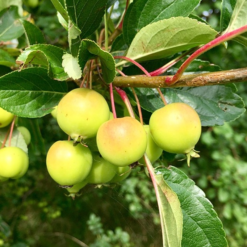 crabapple tree fruit