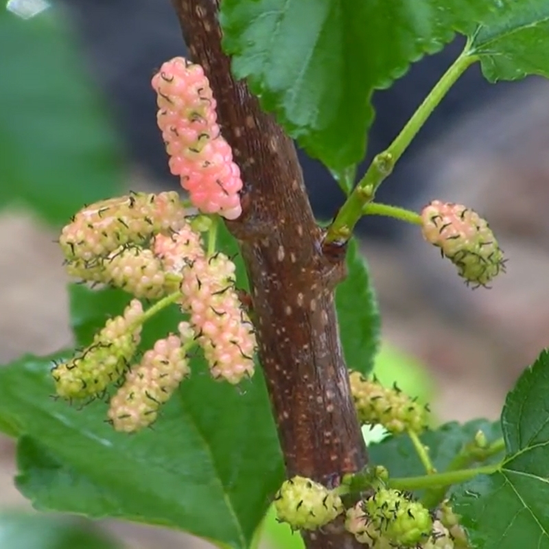 Wildlife Mulberry Trees For Sale at Ty Ty Nursery