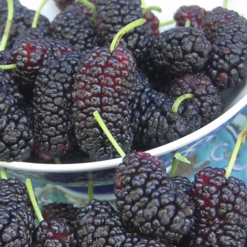 Pakistan Mulberry Tree, Mulberry Trees