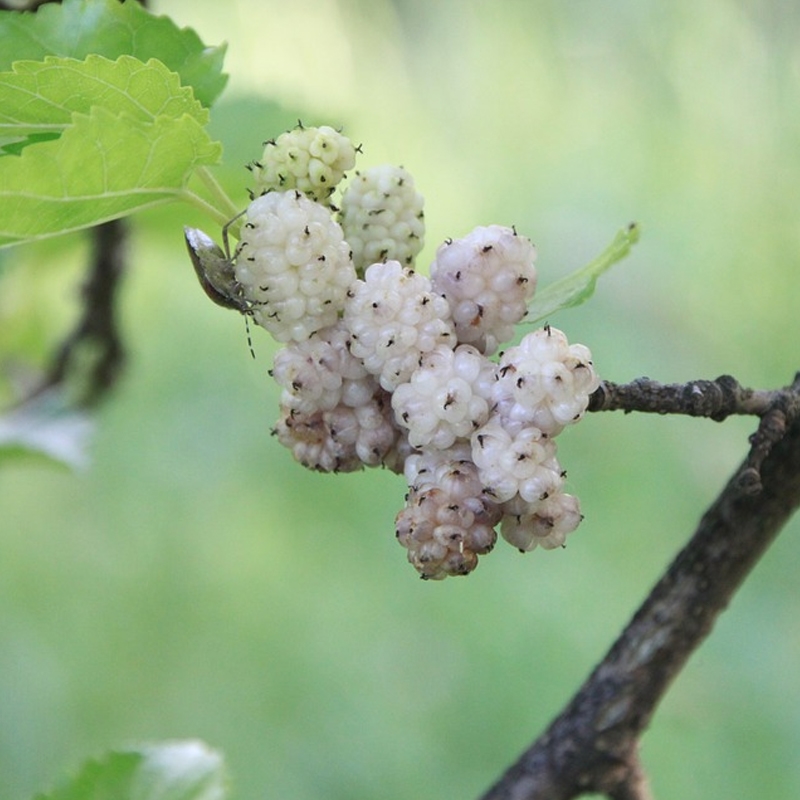 Wildlife Mulberry Trees For Sale at Ty Ty Nursery