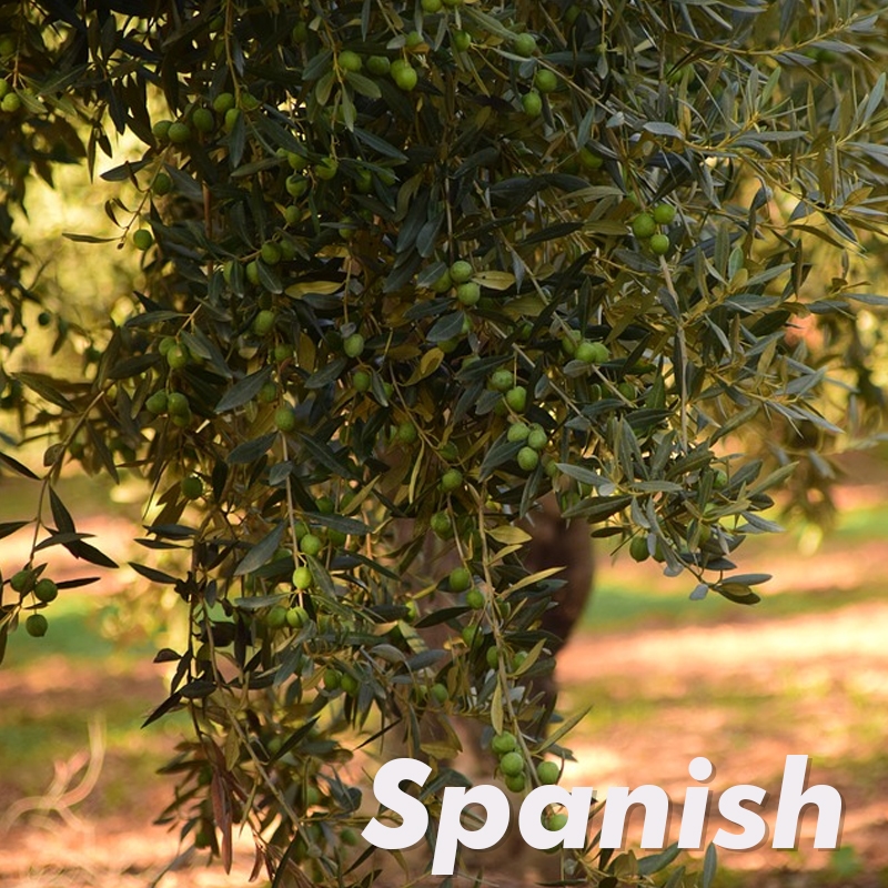 Spanish Olive Tree