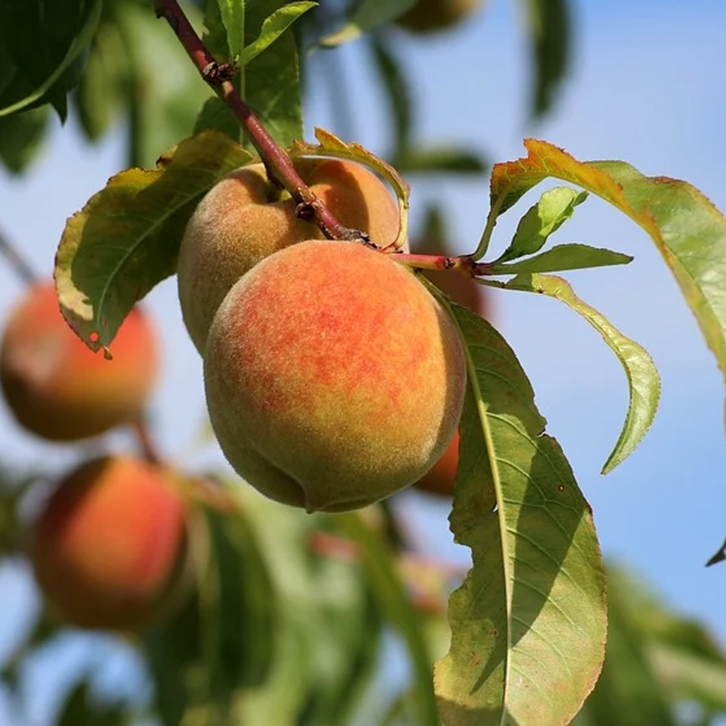 Peach Tea - Three Olives Branch