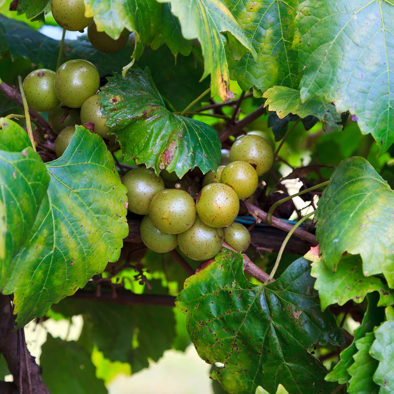 Scuppernong deals