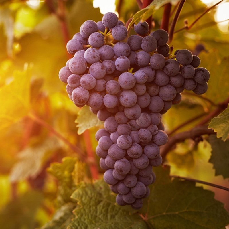 Buy Suffolk Red Seedless Grape Vine from Ty Ty Nursery