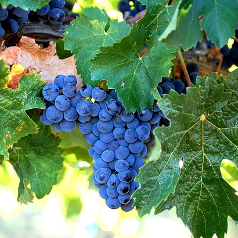 Grapevine Isn't Fruiting – Why Are There No Grapes On Grapevine