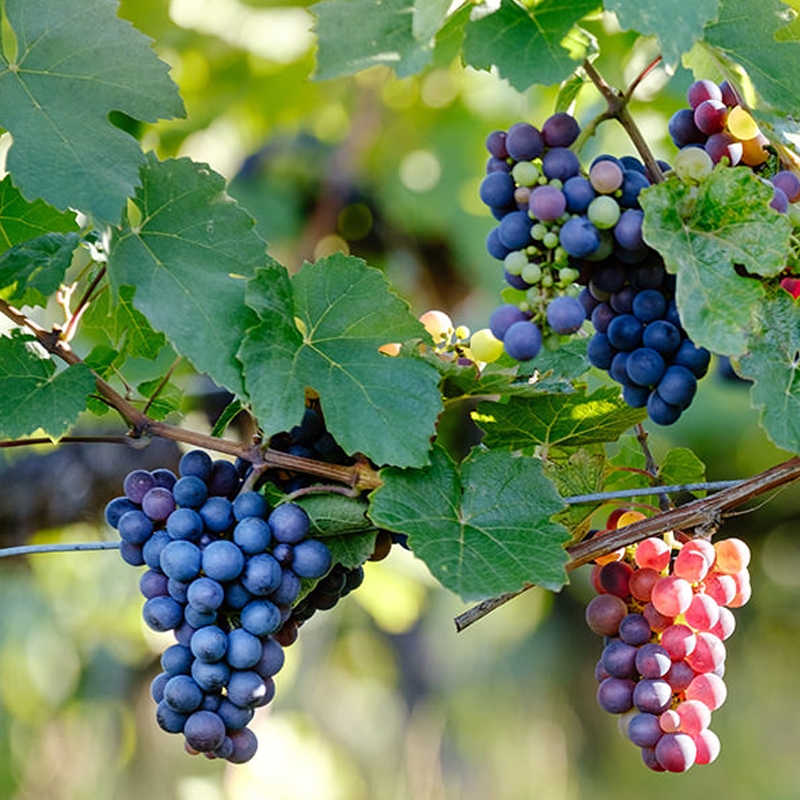 grapes tree with fruit
