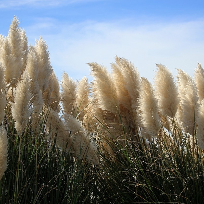 Pampas Grass For Sale at Ty Ty Nursery