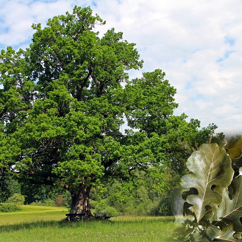 burr oak tree